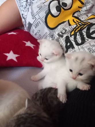 Europäische kurzhaar babykatze