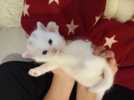 Europäische kurzhaar babykatze