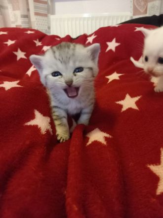 Europäische kurzhaar babykatze