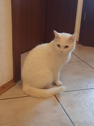 Europäische kurzhaar babykatze