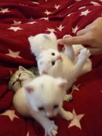 Europäische kurzhaar babykatze