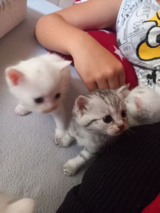 Europäische kurzhaar babykatze