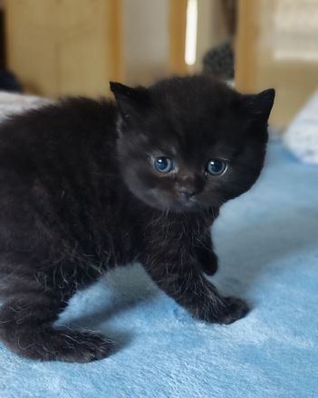 BKH Kitten reinrassig gesund