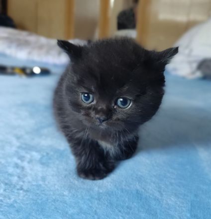 BKH Kitten reinrassig gesund