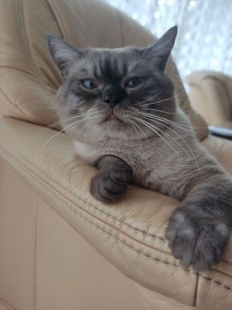 BKH Kitten reinrassig gesund