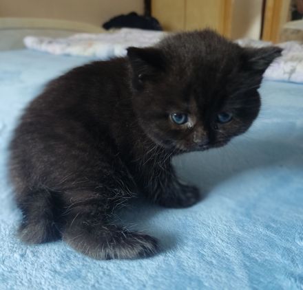 BKH Kitten reinrassig gesund