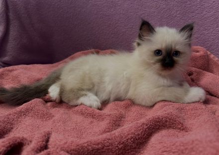 Reinrassige Heilige Birma Kitten mit Stammbaum