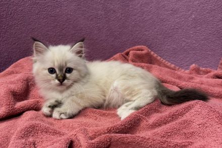 Reinrassige Heilige Birma Kitten mit Stammbaum