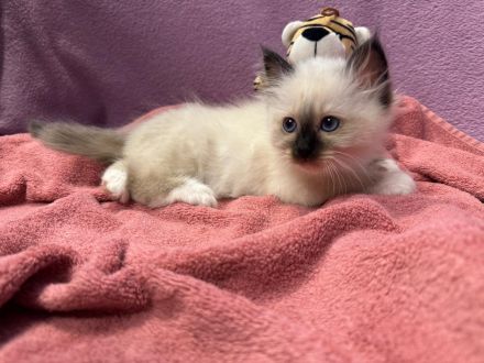 Reinrassige Heilige Birma Kitten mit Stammbaum