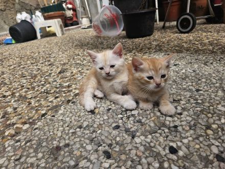 Katzen Babys kitts in Liebe volle Hände abzugeben