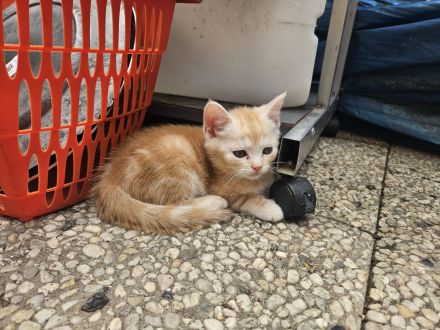 Katzen Babys kitts in Liebe volle Hände abzugeben