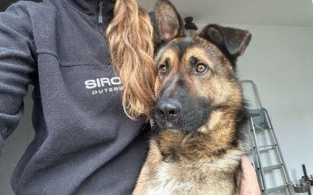 Marley sucht ein aktives Zuhause