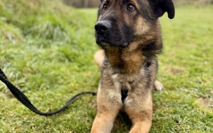 Marley sucht ein aktives Zuhause