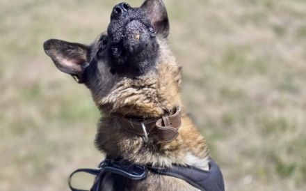 Marley sucht ein aktives Zuhause