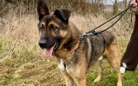 Marley sucht ein aktives Zuhause