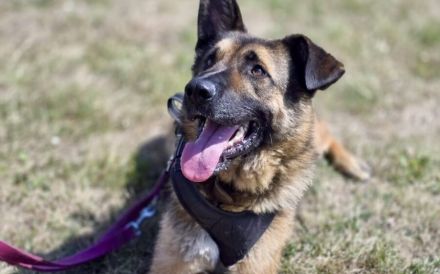 Marley sucht ein aktives Zuhause