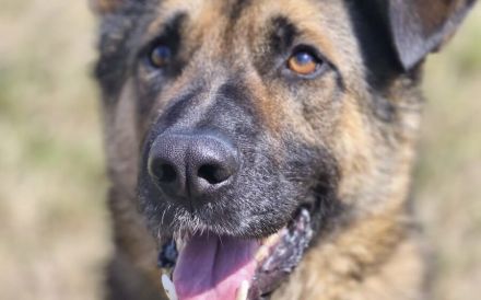 Marley sucht ein aktives Zuhause