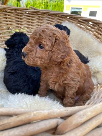 Welpen Toy Pudel Havapoo