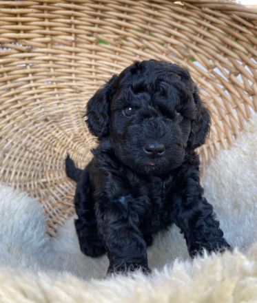 Welpen Toy Pudel Havapoo