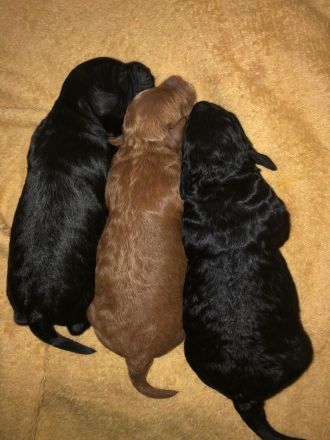 Welpen Toy Pudel Havapoo