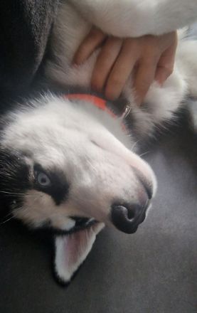 Sibirien Husky Welpe BLAUE AUGEN