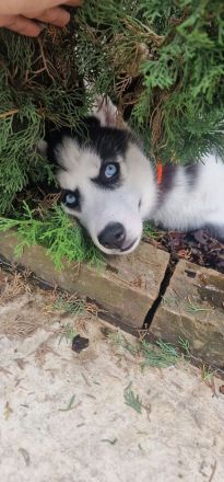 Sibirien Husky Welpe BLAUE AUGEN