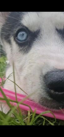 Sibirien Husky Welpe BLAUE AUGEN
