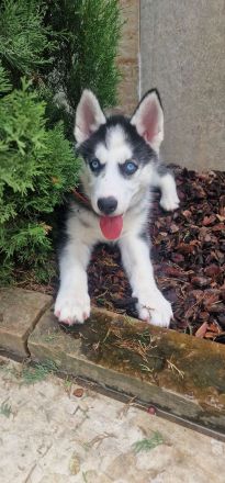 Sibirien Husky Welpe BLAUE AUGEN