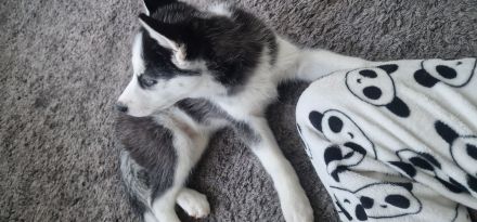 Sibirien Husky Welpe BLAUE AUGEN