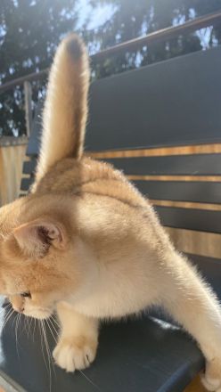 Reinrassige BKH Kitten black golden