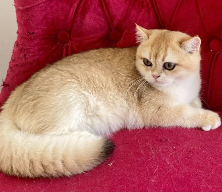Reinrassige BKH Kitten black golden