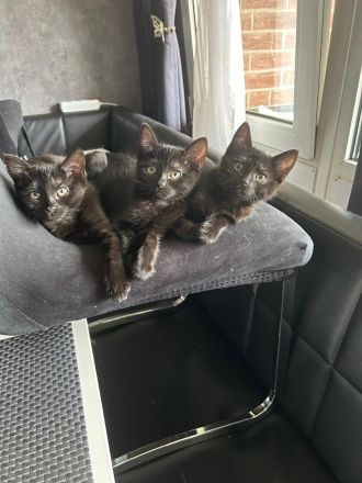 Ekh / Heilige Birma mix kitten