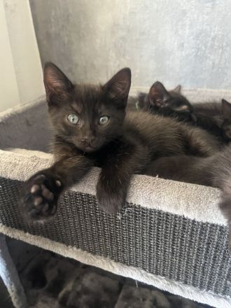 Ekh / Heilige Birma mix kitten