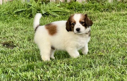 Kooikerhondje Welpen