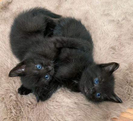 BKH Kätzchen/Kitten Wochen alt abzugeben