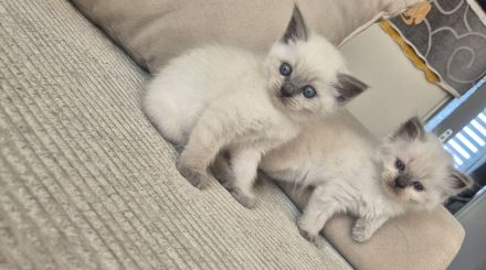 Bkh kitten abzugeben