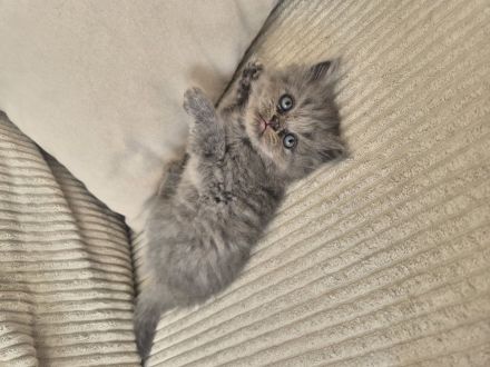 Bkh kitten abzugeben