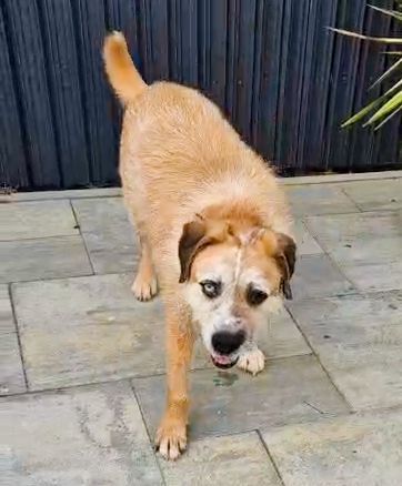 RINGO – DER SANFTE SCHÖNHEIT MIT DEN ZWEI AUGENFARBEN...