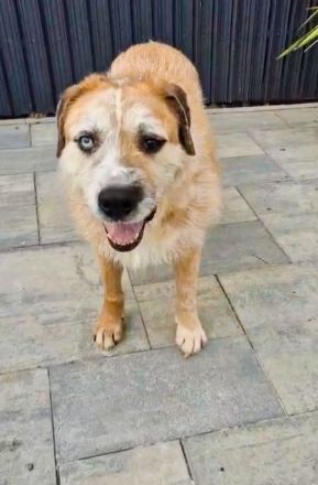 RINGO – DER SANFTE SCHÖNHEIT MIT DEN ZWEI AUGENFARBEN...