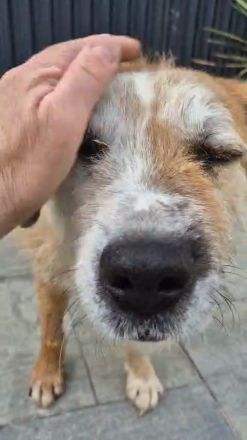 RINGO – DER SANFTE SCHÖNHEIT MIT DEN ZWEI AUGENFARBEN...