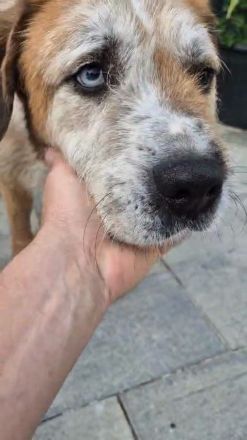 RINGO – DER SANFTE SCHÖNHEIT MIT DEN ZWEI AUGENFARBEN...