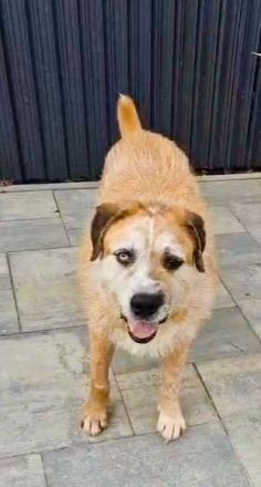 RINGO – DER SANFTE SCHÖNHEIT MIT DEN ZWEI AUGENFARBEN...