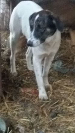 Gut sozialisierte Rosa wartet auf dich!