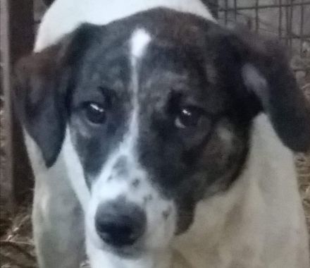 Gut sozialisierte Rosa wartet auf dich!