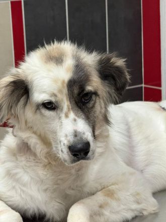 Rosalie – vom Leben gezeichnet, aber voller Liebe!!