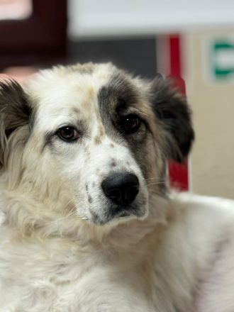 Rosalie – vom Leben gezeichnet, aber voller Liebe!!