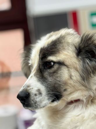 Rosalie – vom Leben gezeichnet, aber voller Liebe!!