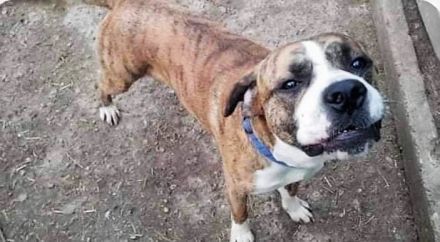 Wunderschöner Sam möchte dein Lebensbegleiter sein!