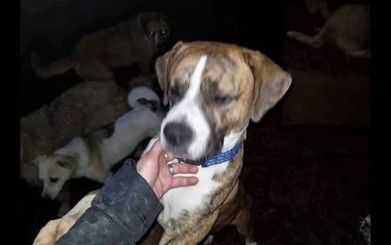 Wunderschöner Sam möchte dein Lebensbegleiter sein!