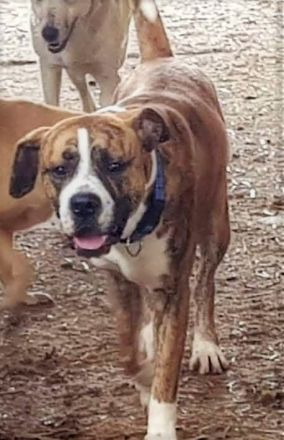 Wunderschöner Sam möchte dein Lebensbegleiter sein!